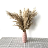 Dried Pampas Grass Home Decor Plant - Outlet-Marketplace