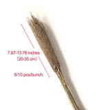 Dried Pampas Grass Home Decor Plant - Outlet-Marketplace