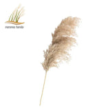 Dried Pampas Grass Home Decor Plant - Outlet-Marketplace