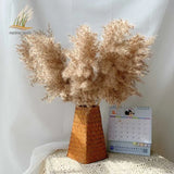 Dried Pampas Grass Home Decor Plant - Outlet-Marketplace