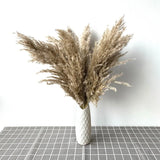 Dried Pampas Grass Home Decor Plant - Outlet-Marketplace