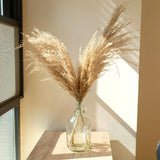 Dried Pampas Grass Home Decor Plant - Outlet-Marketplace