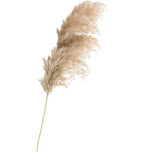 Dried Pampas Grass Home Decor Plant - Outlet-Marketplace