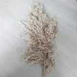 Dried Pampas Grass Home Decor Plant - Outlet-Marketplace