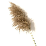 Dried Pampas Grass Home Decor Plant - Outlet-Marketplace