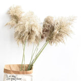 Dried Pampas Grass Home Decor Plant - Outlet-Marketplace