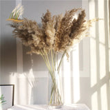Dried Pampas Grass Home Decor Plant - Outlet-Marketplace